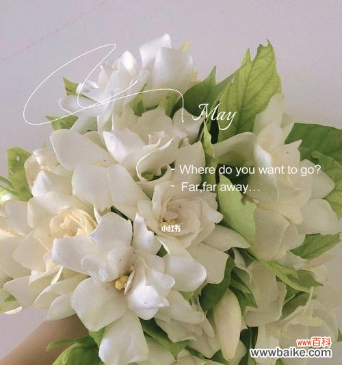 探寻栀子花的花语之美 栀子花的真正花语