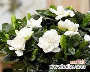 传递心意的花语选择与意义 以栀子花的寓意适合送给哪些人