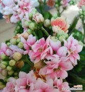 揭开粉色长寿花的神秘面纱 粉色长寿花的花语与寓意