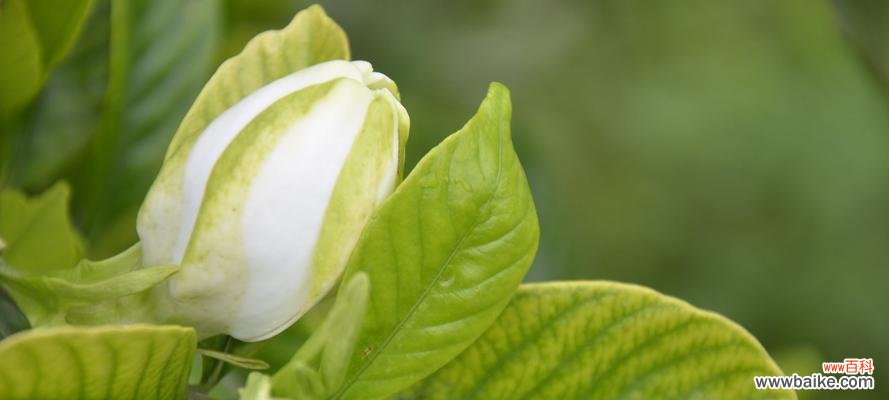 探究栀子花的花语及相关文化内涵 栀子花的花语与意义