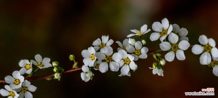 探索珍珠绣线菊花的花语与魅力 珍珠绣线菊花