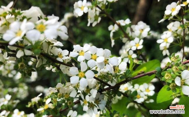 探索珍珠绣线菊花的花语与魅力 珍珠绣线菊花