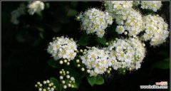 传承千年的华彩，寄托情感的象征 珍珠梅花的美丽与意义