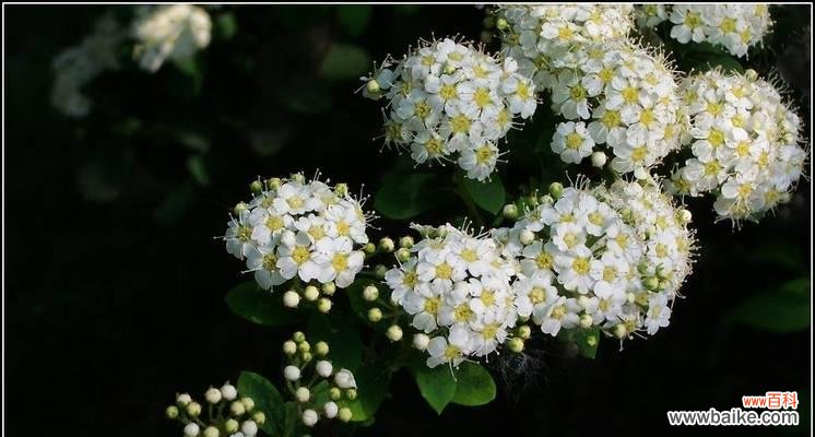传承千年的华彩，寄托情感的象征 珍珠梅花的美丽与意义