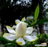 栀子花的花语与文化象征 栀子花的寓意与象征意义