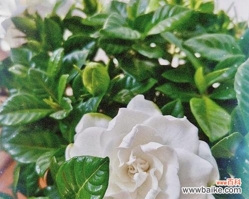 栀子花的美丽传说和象征意义 栀子花的花语与神话故事