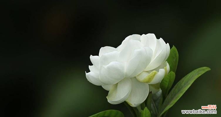 栀子花的美丽传说和象征意义 栀子花的花语与神话故事