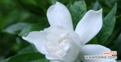 栀子花的象征意义与文化涵义 栀子花的花语及其深刻寓意