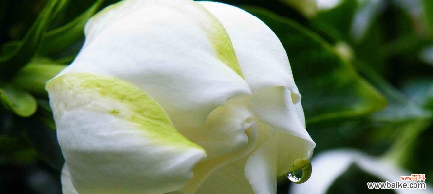 解读栀子花的传情之意 栀子花的花语与寓意