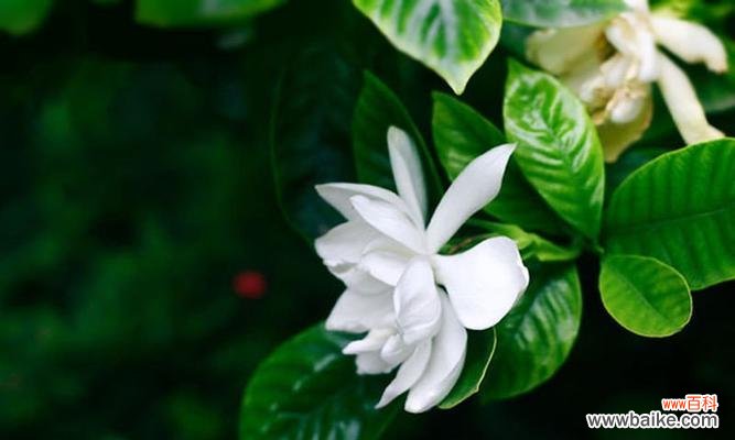 解读栀子花的传情之意 栀子花的花语与寓意