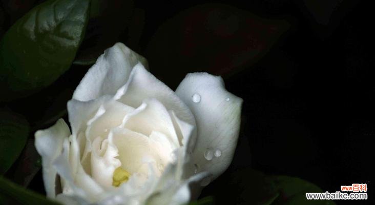 芳香绽放、真爱永恒 栀子花