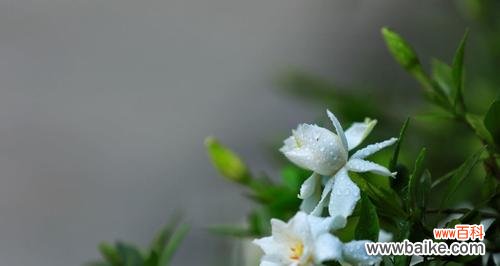 芳香绽放、真爱永恒 栀子花