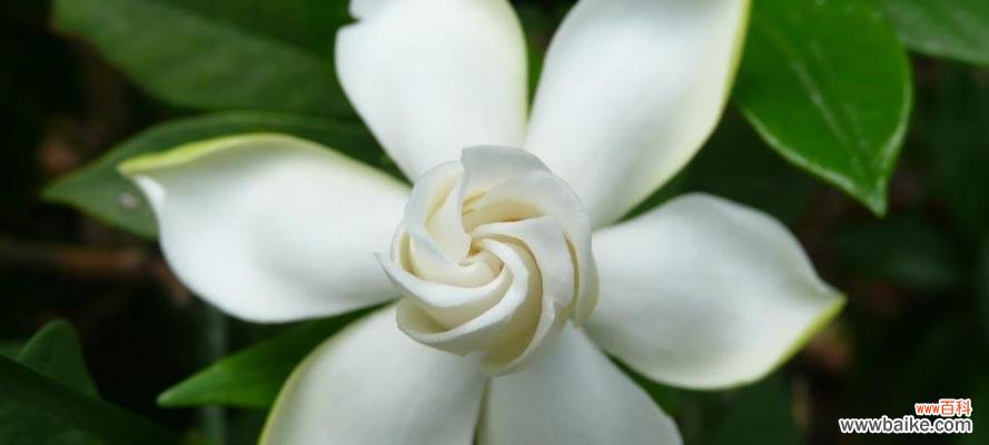 探寻栀子花的世界 栀子花花语与象征的意义