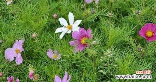 传递希望与坚韧的美丽之花 格桑花的花语与意义