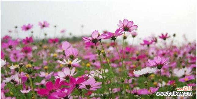 探寻格桑花背后的秘密 格桑花花语的象征与寓意