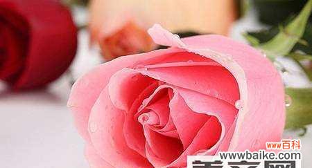 探索不同色彩玫瑰的花语 玫瑰花语的含义及传承