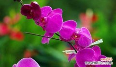 探索花语的魅力 花语之美