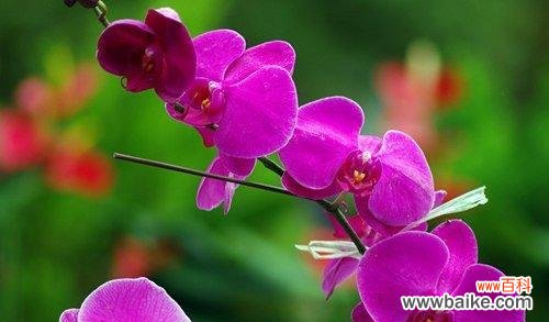 探索花语的魅力 花语之美