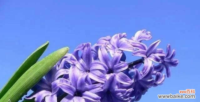 探索各种花朵的隐藏意义和象征 花之语