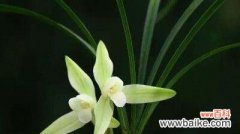 了解兰花的神秘语言 探秘兰花花语的奥秘