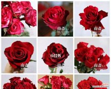 探索玫瑰花在不同文化中的隐含意义 玫瑰花的不同寓意与象征意义