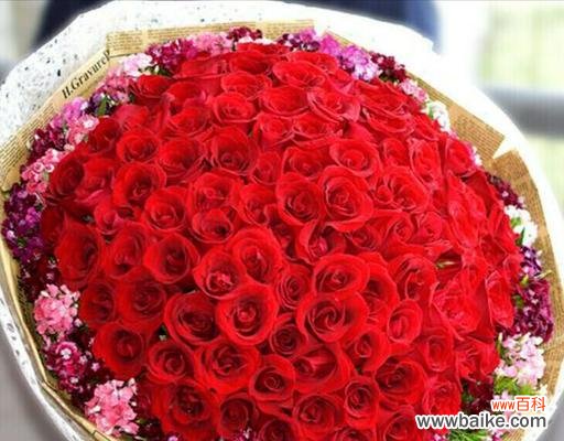 探索不同种类玫瑰花的含义 玫瑰花的意义与象征