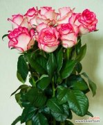 探寻玫瑰花的语言 玫瑰花颜色的含义