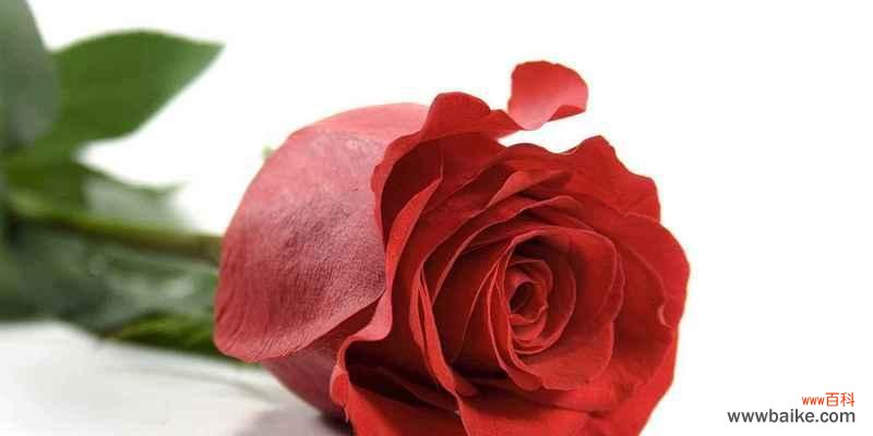 用颜色交织的花朵传递情感 缤纷玫瑰花语