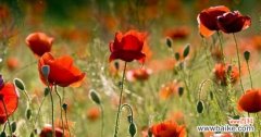 探寻罂粟花的神秘语言 罂粟花的花语与含义
