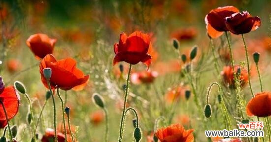 探寻罂粟花的神秘语言 罂粟花的花语与含义