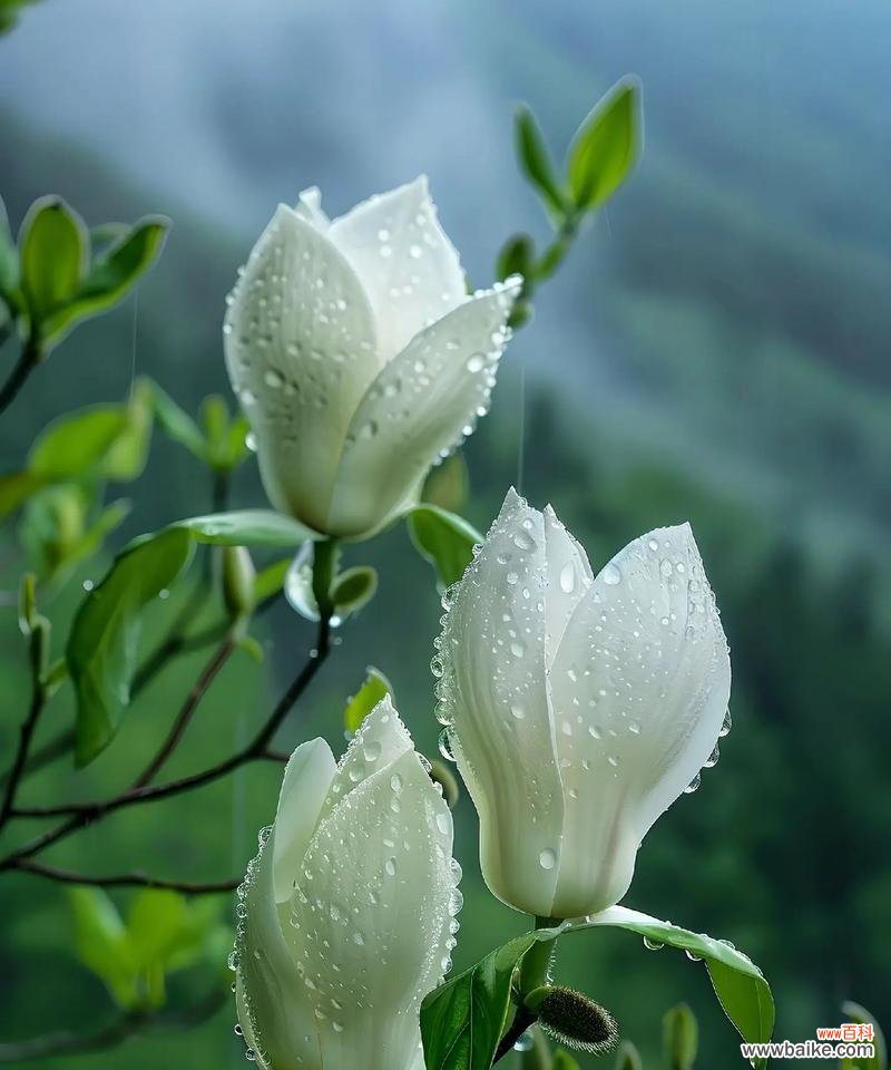 郁兰花的花语代表了什么？