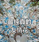 郁兰花的花语代表了什么？