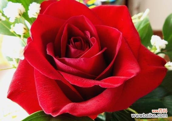 绿色头像搭配红色玫瑰花有何含义？