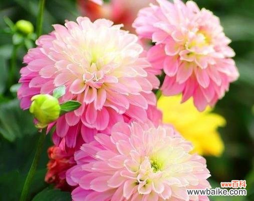 粉色牡丹菊代表什么？花语和寓意有何不同？