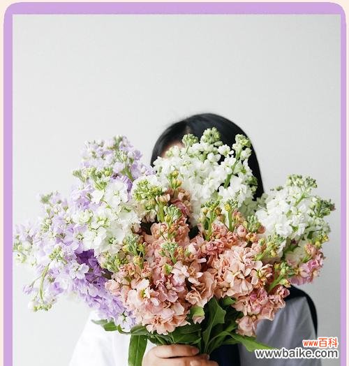 紫罗兰的花语和象征含义是什么？紫罗兰代表什么？