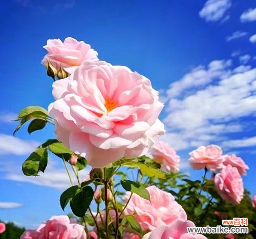 送给老姨的花语是什么意思？如何选择合适的花表达对长辈的敬意？