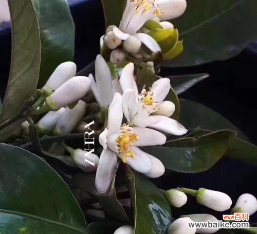 胡桃木橙果的花语有哪些？