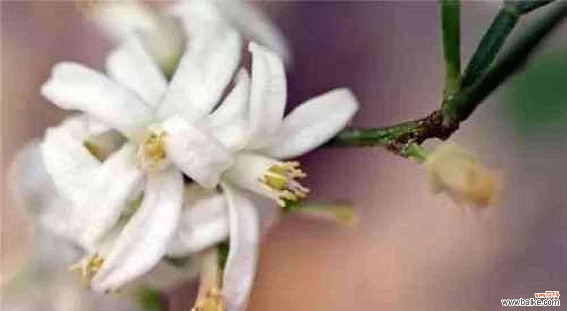 胡桃木橙果的花语有哪些？