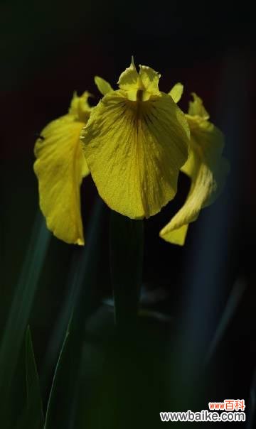 川崎极光的花语寓意是什么？它代表了怎样的情感？