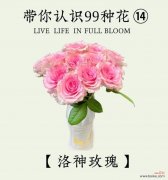 送花给另一半应该选择哪种花？花语中哪种花代表爱意？