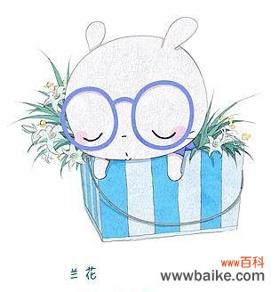 八月兔花语有何特别之处？它象征着什么？