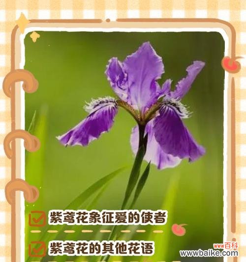 花语搭配大全中哪些花寓意最特别？