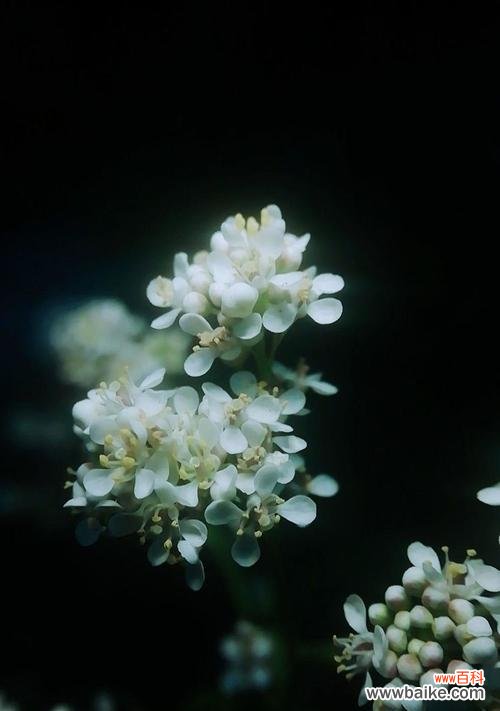 杜若的花语是什么意思？杜若代表了哪些寓意？