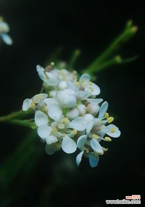 杜若的花语是什么意思？杜若代表了哪些寓意？