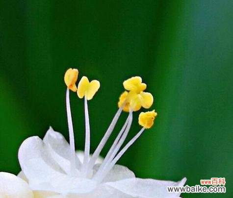 杜若的花语是什么意思？杜若代表了哪些寓意？