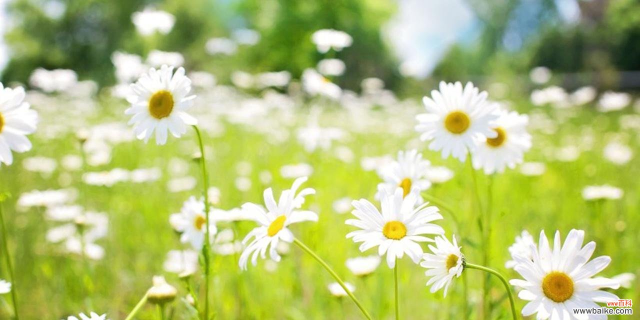 探寻以皱菊的深层内涵 以皱菊的花语与意义