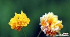 绽放在岁月中的柔情，永远不曾枯萎 重瓣棣棠花——爱与美的象征