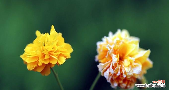 绽放在岁月中的柔情,永远不曾枯萎 重瓣棣棠花——爱与美的象征