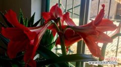 揭开朱顶红花语的神秘面纱，领略其独特魅力 朱顶红花语解析