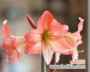 探寻朱顶红风水的吉祥之义 朱顶红风水寓意与生活美学